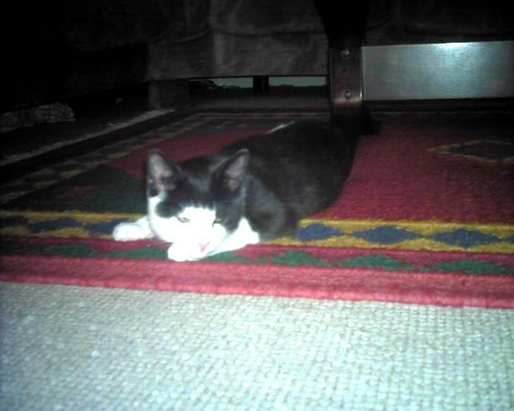 Blanding af racer trunde billede 12