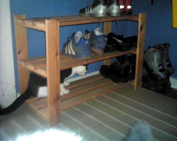 Blanding af racer trunde billede 14