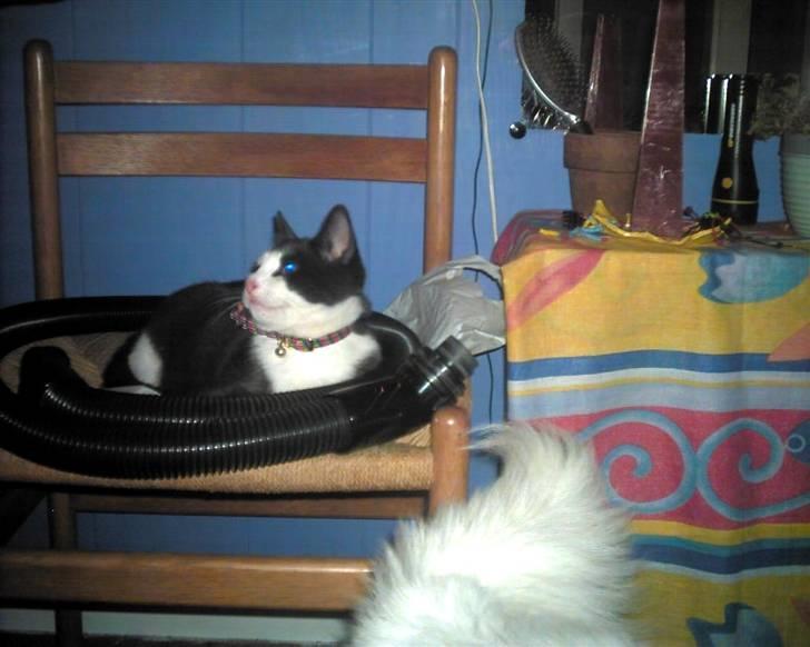 Blanding af racer trunde billede 15