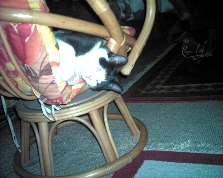 Blanding af racer trunde billede 16