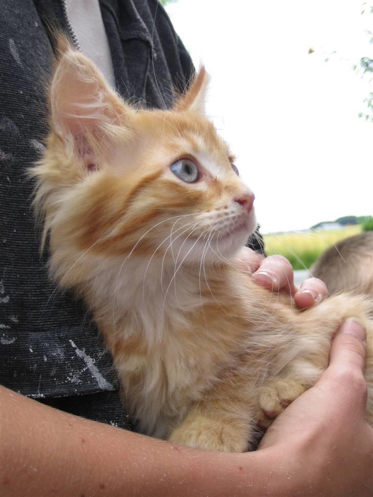 Maine Coon Lucifer - Første billede ved afhentning 10 uger gammel billede 8