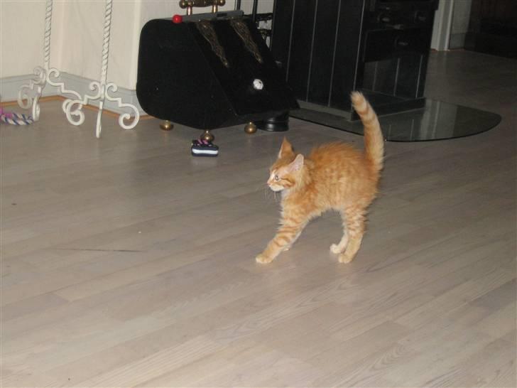 Maine Coon Lucifer - Første møde med huset anden beboer HUNDEN !!!!! billede 9