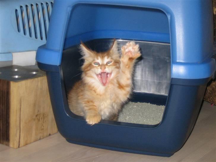 Maine Coon Lucifer - Skulle lige strække mig efter vellykket tur på wc billede 10