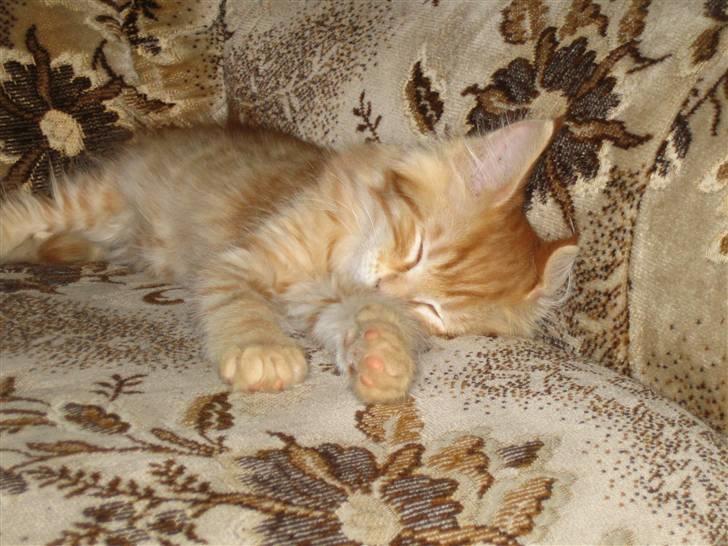 Maine Coon Lucifer - Lige en velfortjent lur efter en lang dag med masser af nye opleverlser billede 11