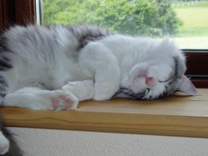 Norsk Skovkat Dolly - Fem minutter mere..  billede 15