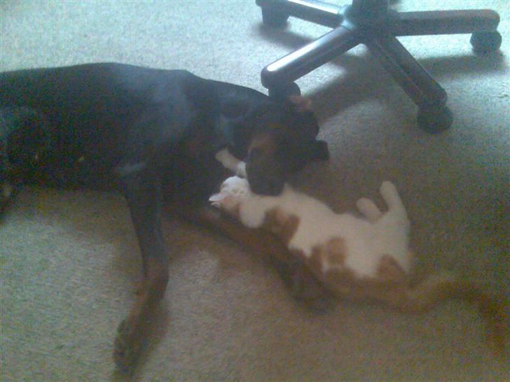 Blanding af racer Phoenix - hygger med Bona.. :) billede 8