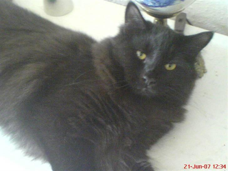 Blanding af racer Cæsar billede 7