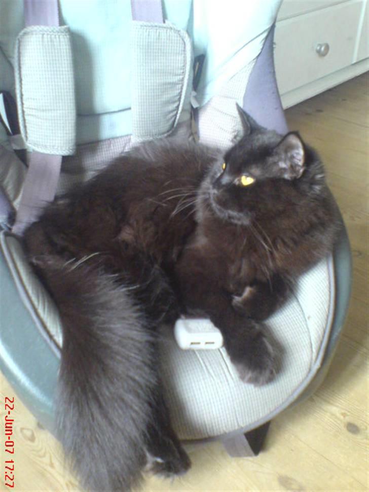 Blanding af racer Cæsar billede 8