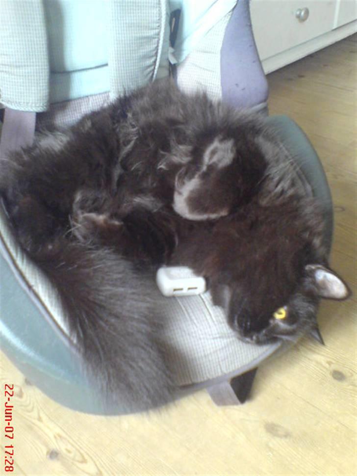 Blanding af racer Cæsar billede 9