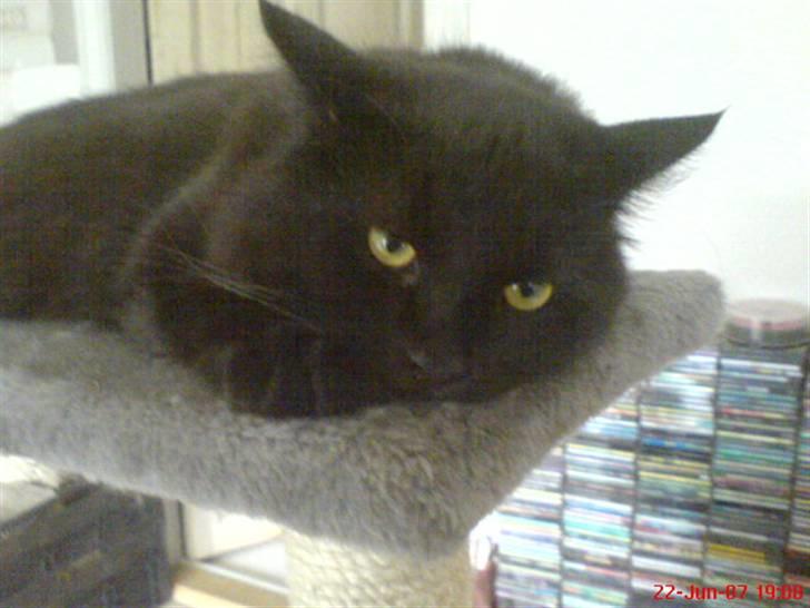 Blanding af racer Cæsar billede 10