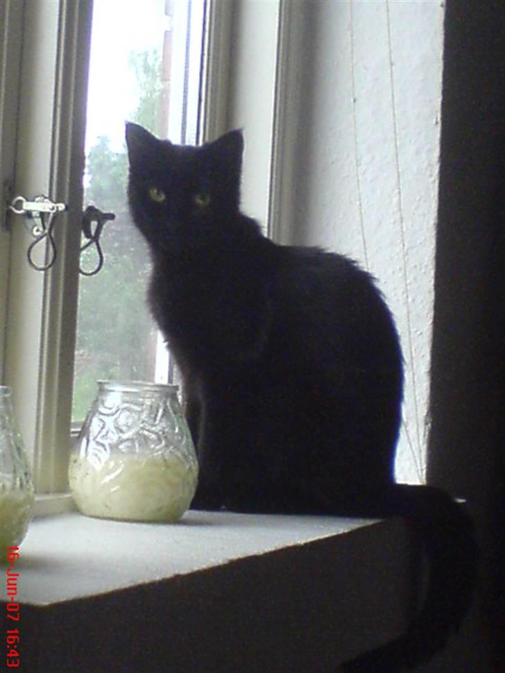 Blanding af racer Cleo billede 8