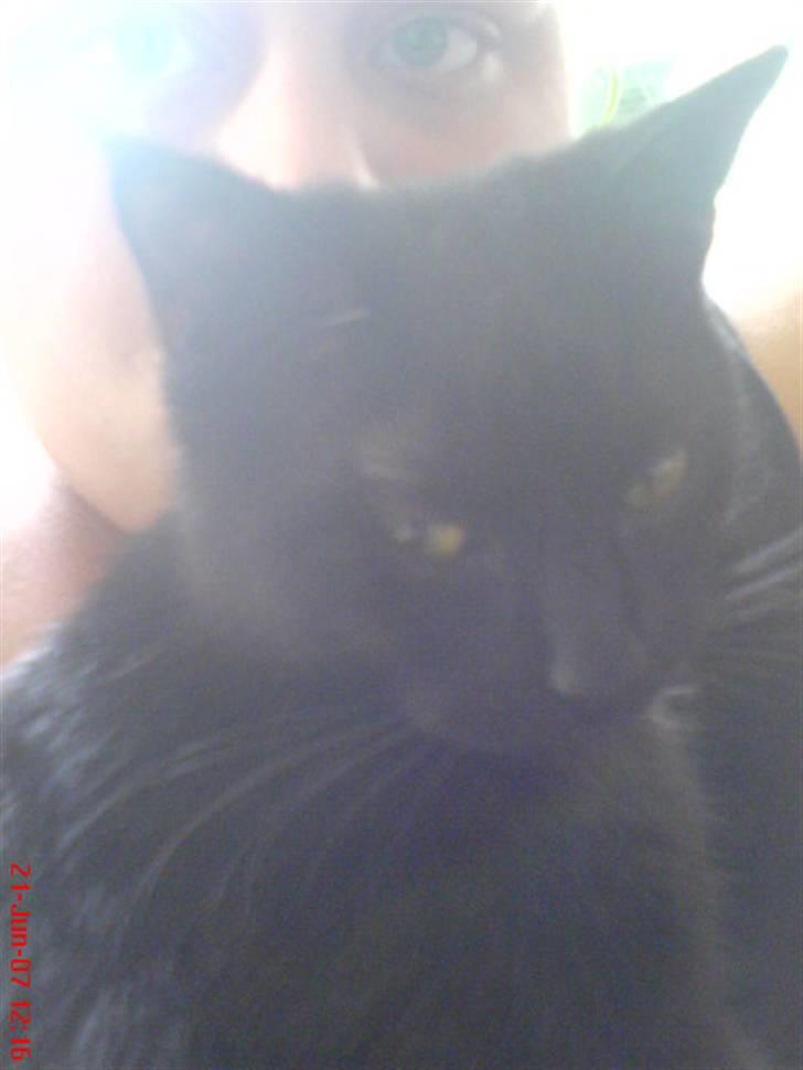 Blanding af racer Cleo billede 9