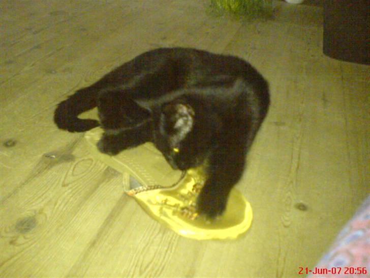 Blanding af racer Cleo billede 10