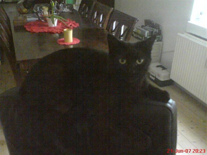 Blanding af racer Cleo billede 11