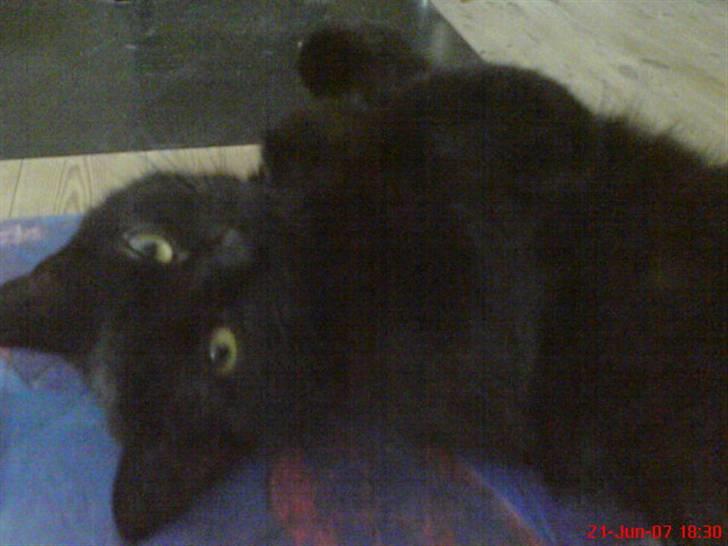 Blanding af racer Cleo billede 12