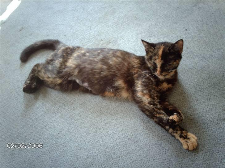 Huskat ronja (Forladt os) - Så er vi klar til leg igen.. !!! billede 12