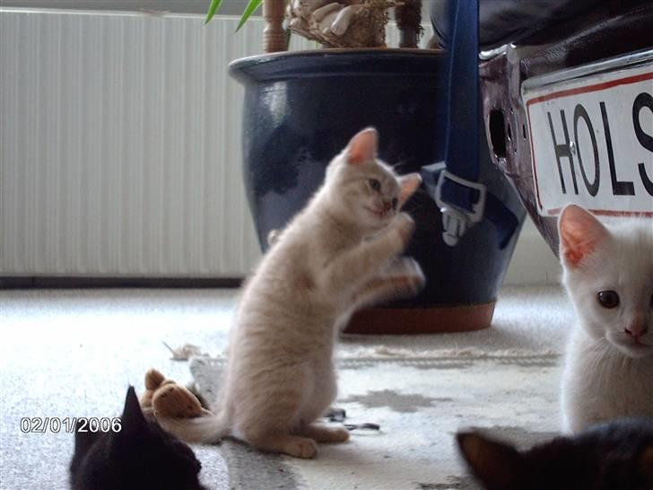 Huskat Vento - He He.. Fars seler, Dem kan jeg lige nå.. c,") billede 7