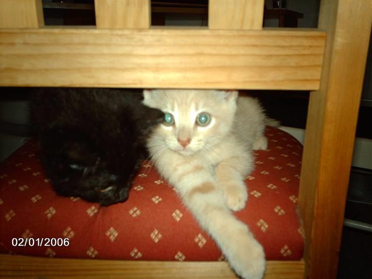 Huskat Vento - Mig og Søster Blackie ligger lige og slapper lidt af..! billede 8