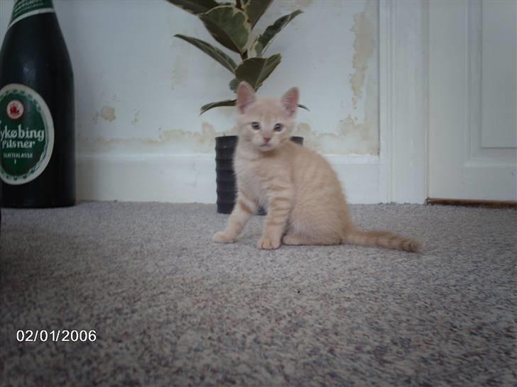 Huskat Vento - Sidder jeg pænt nu.......? så tag det billede da... c,") billede 9