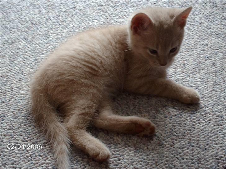 Huskat Vento - Er jeg ikke bare skøn....?!? billede 10