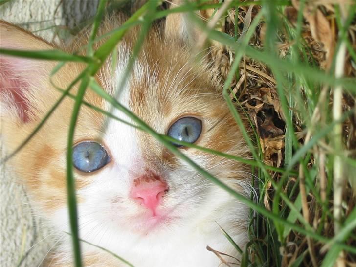 Huskat Kuzco - snavs på næsen (; .. gris  billede 8