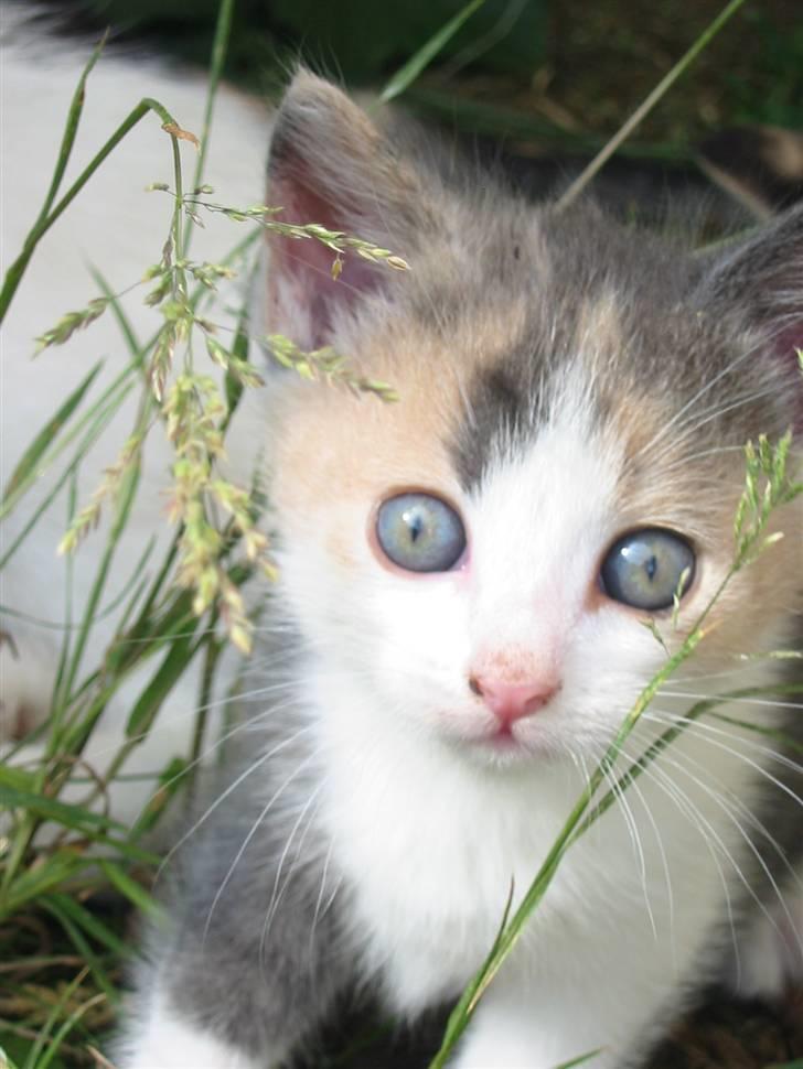 Huskat Kronk billede 7