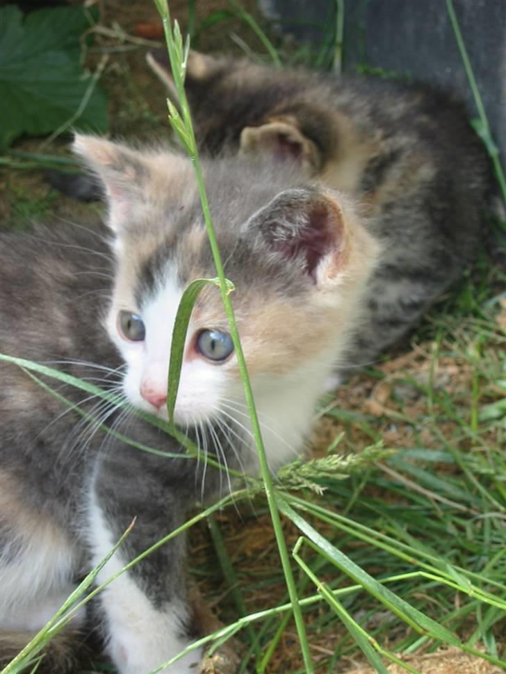 Huskat Kronk billede 8