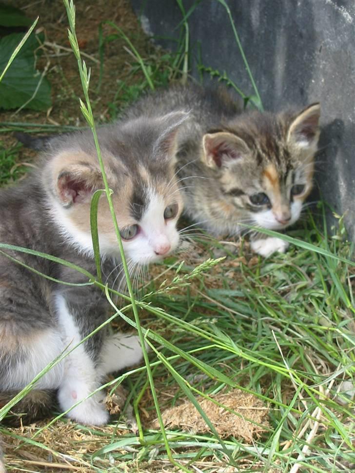 Huskat Kronk billede 9