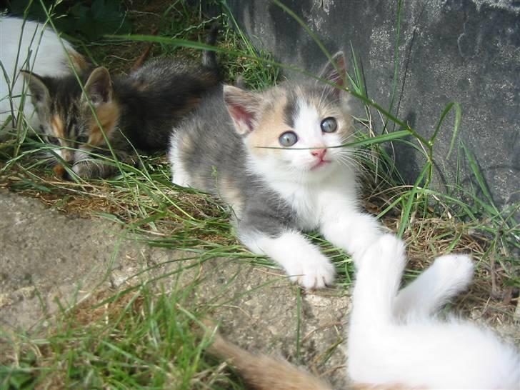 Huskat Kronk billede 10