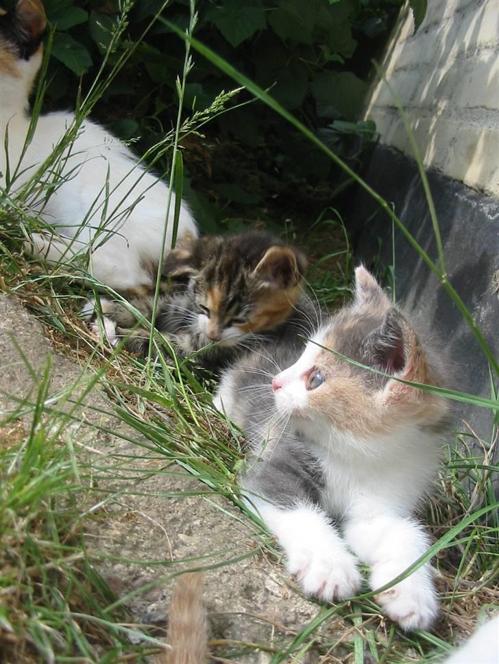 Huskat Kronk billede 11