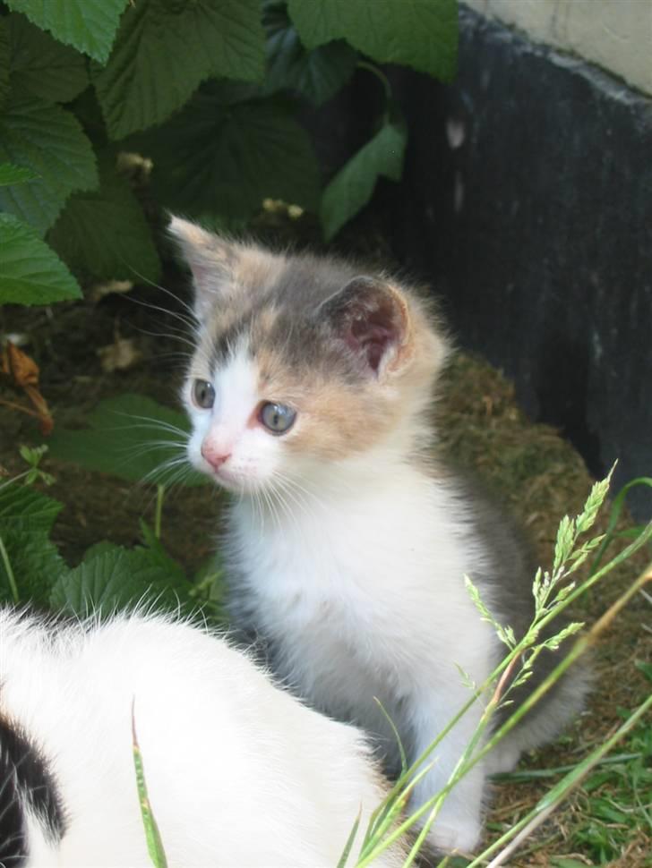 Huskat Kronk billede 12