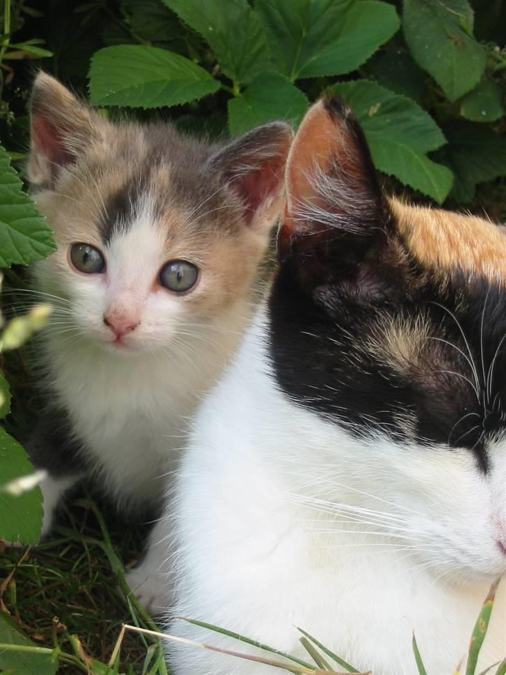 Huskat Kronk billede 13