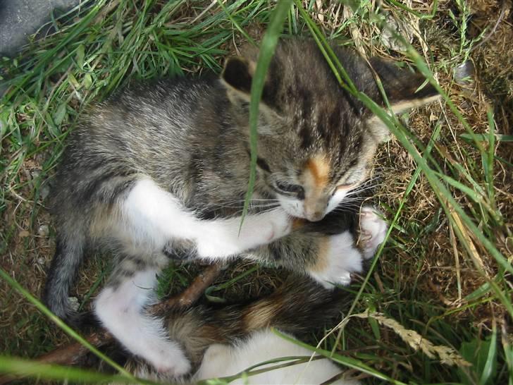 Huskat Isma billede 6