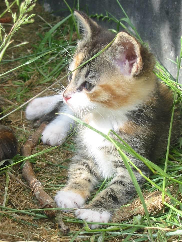 Huskat Isma billede 7