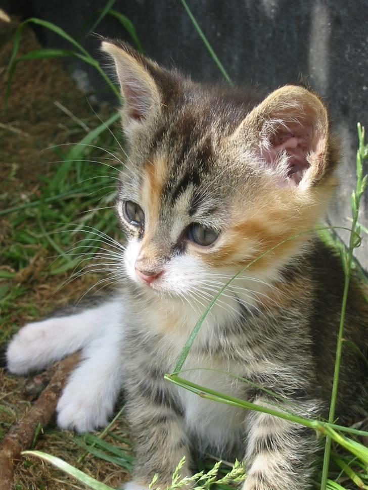 Huskat Isma billede 8