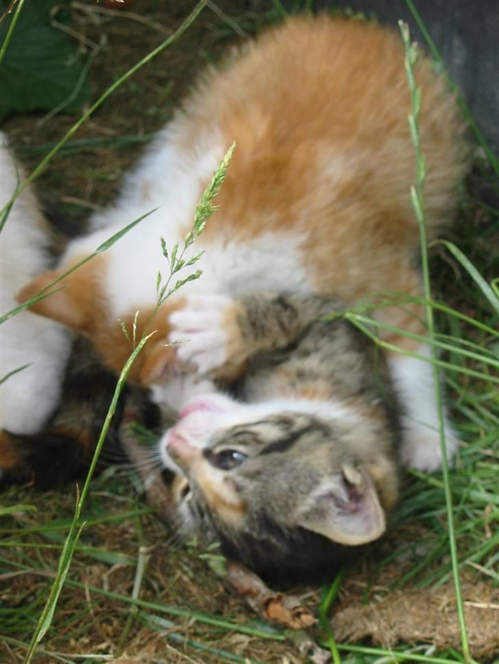 Huskat Isma billede 9