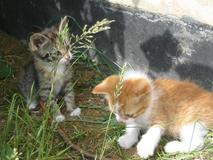 Huskat Isma billede 10