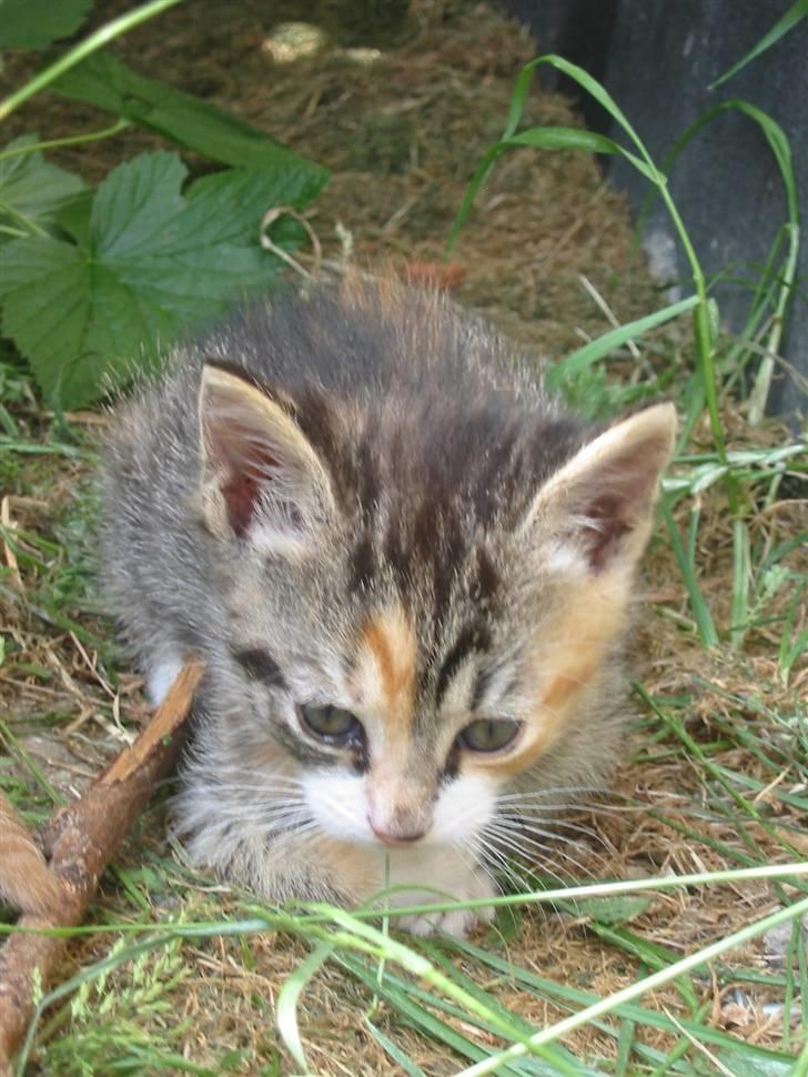 Huskat Isma billede 11