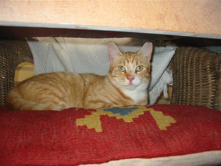 Huskat Simba billede 20