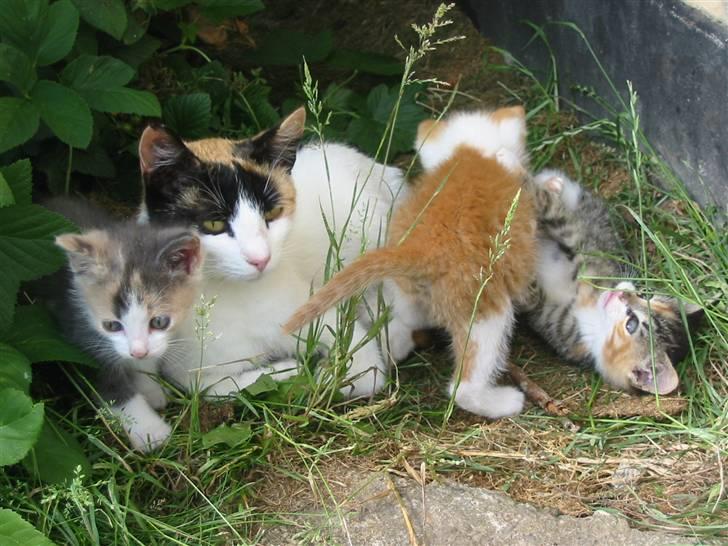 Huskat My billede 14