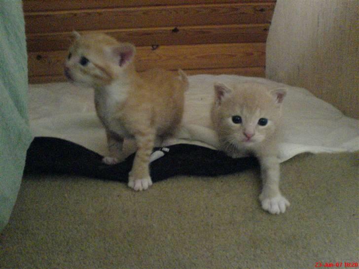 Blanding af racer Pjump - her er jeg med min søster Gaio billede 7