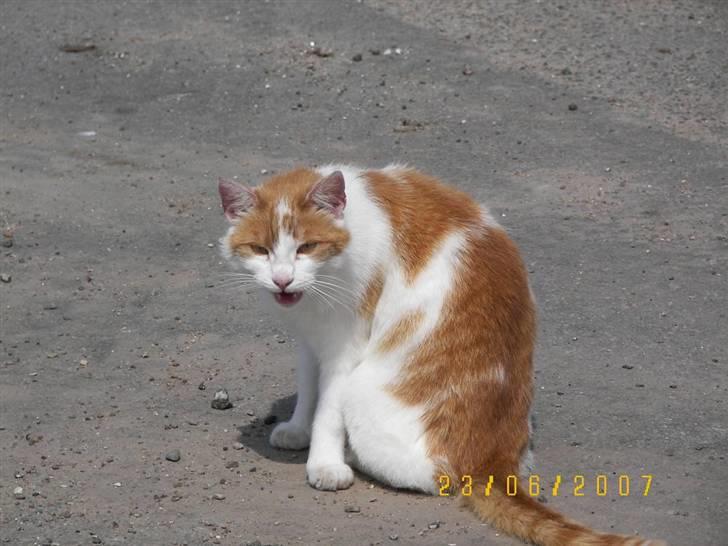 Blanding af racer Freja *Død den 8/9-08* billede 20