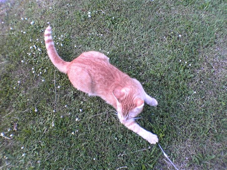 Blanding af racer Oliver *Bor hos eksen* - nyt vi leger lidt uden for billede 16