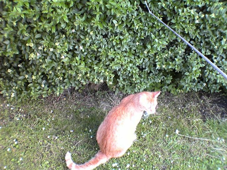 Blanding af racer Oliver *Bor hos eksen* - nyt vi leger lige billede 17