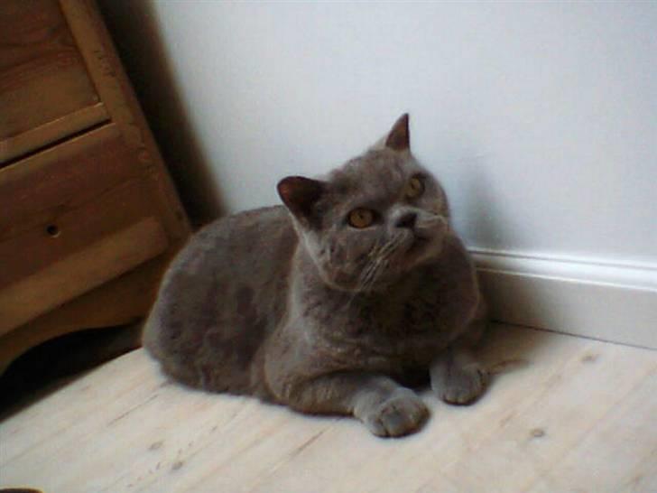 British Shorthair Felix fix billede 1