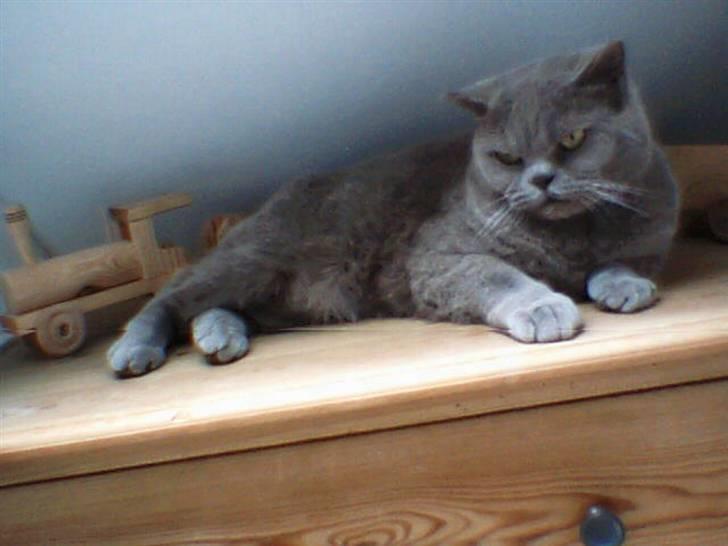 British Shorthair Felix fix billede 2