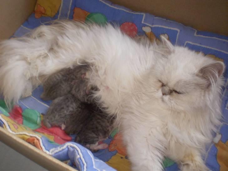 Perser Luna (¤ R.I.P ¤) - så kom lunas små killinger.4 små basser. 2 af dem bliver nok langhåret-semilanghåret.. billede 7