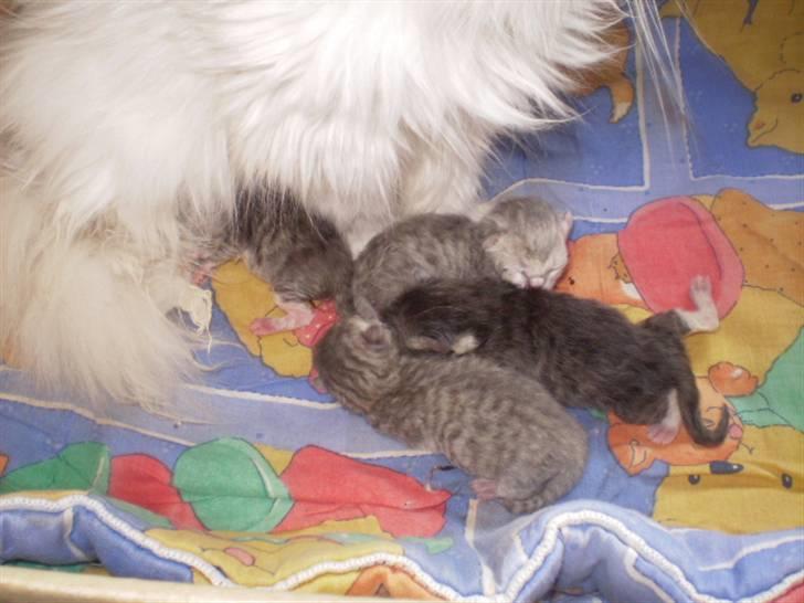 Perser Luna (¤ R.I.P ¤) billede 8