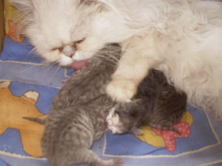 Perser Luna (¤ R.I.P ¤) - en glad og stolt misse mor billede 9