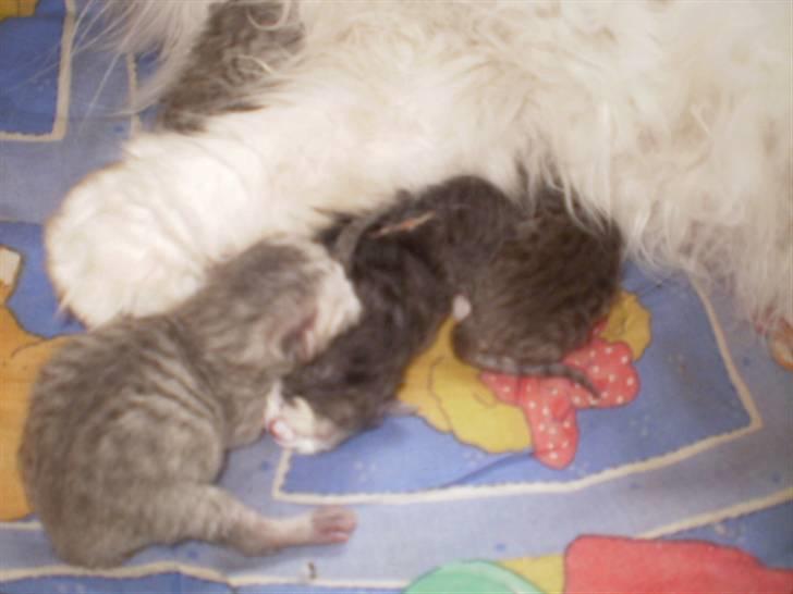 Perser Luna (¤ R.I.P ¤) - de lysegrå bliver nok sådan en rigtig whiskas mis-det gjorde det sidste kuld. billede 10